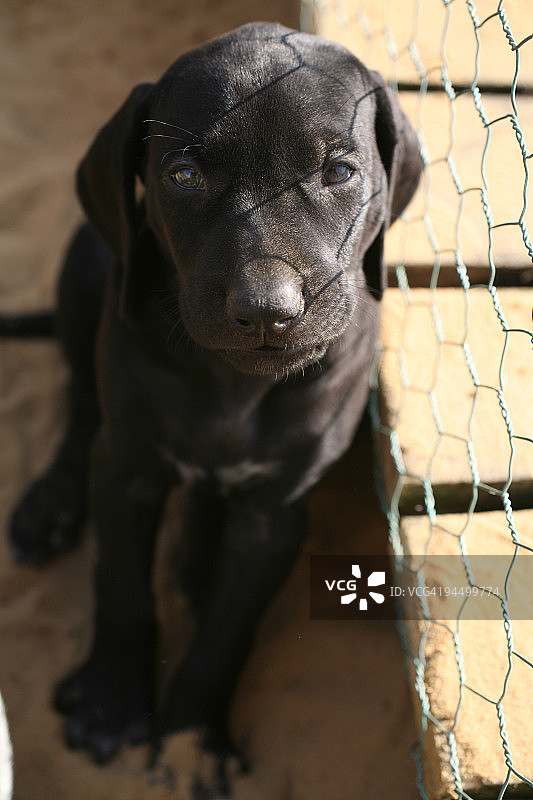 黑色德国短毛指示犬幼犬图片素材