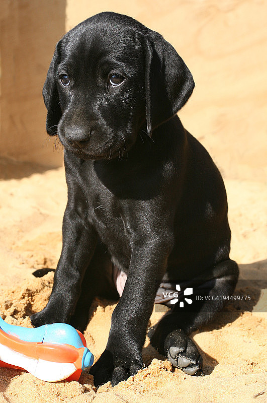 黑色德国短毛指示犬幼犬图片素材