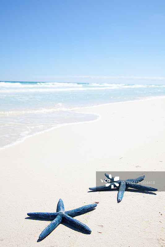 热带海滩上的两个蓝色海星图片素材