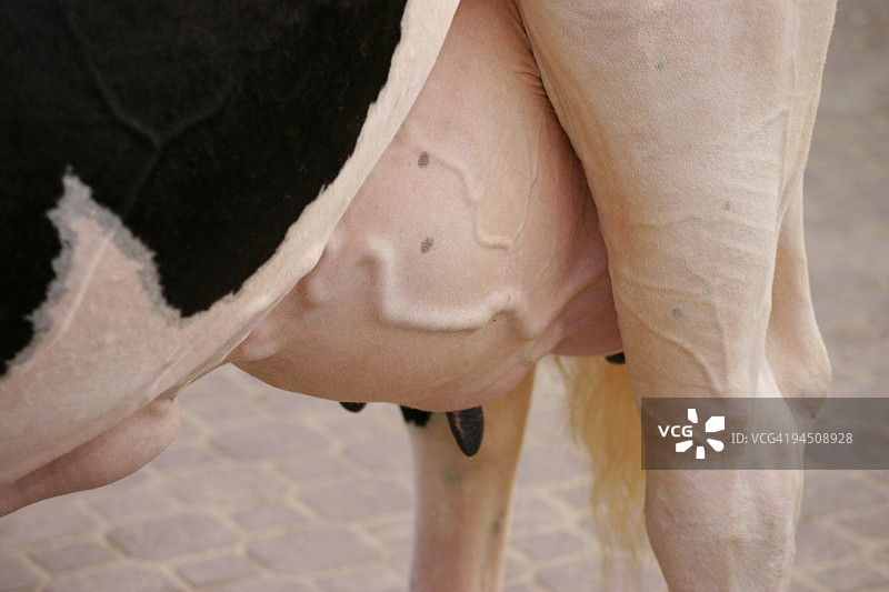 牛的乳房图片素材