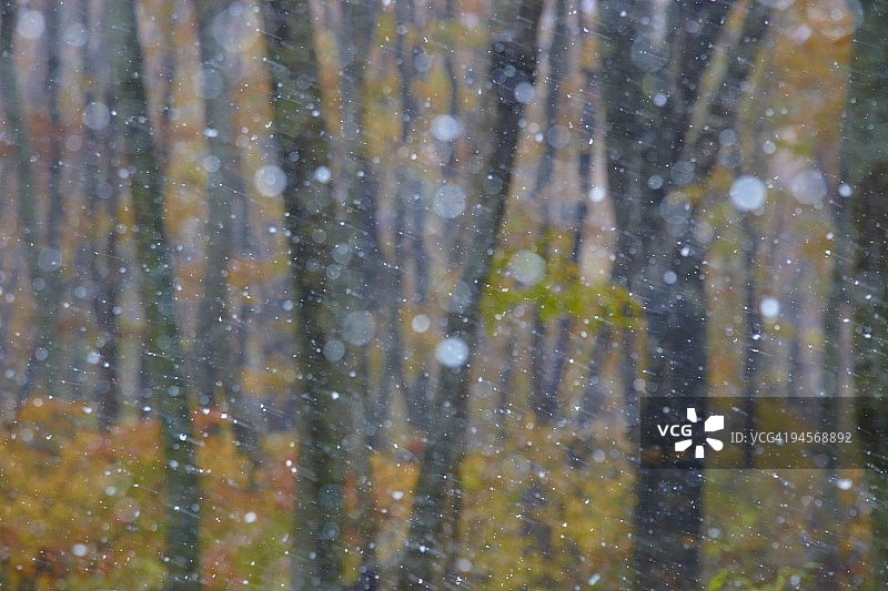 秋季的雪和森林图片素材