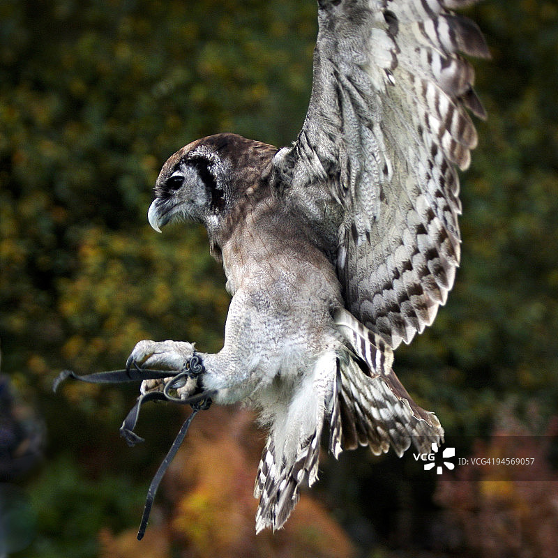 Verreaux雕鸮图片素材