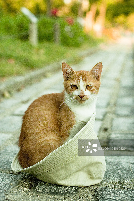 帽子里的猫图片素材