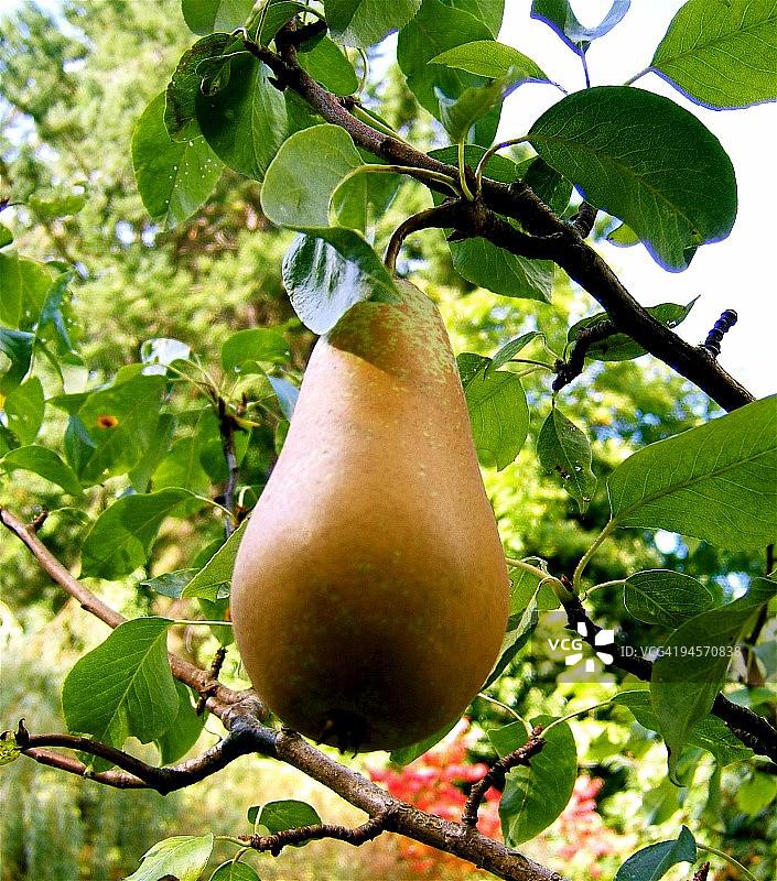 树上成熟的Bosc梨图片素材
