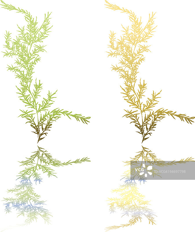湿地植物图片素材