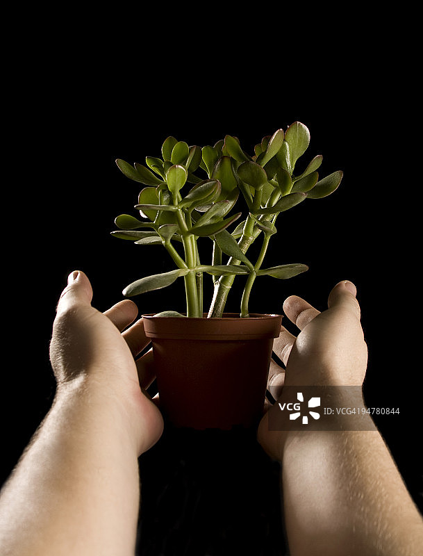 男人手持盆栽玉树图片素材