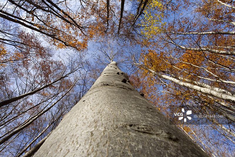 山毛榉树下图片素材