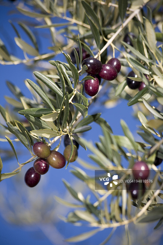 红橄榄图片素材