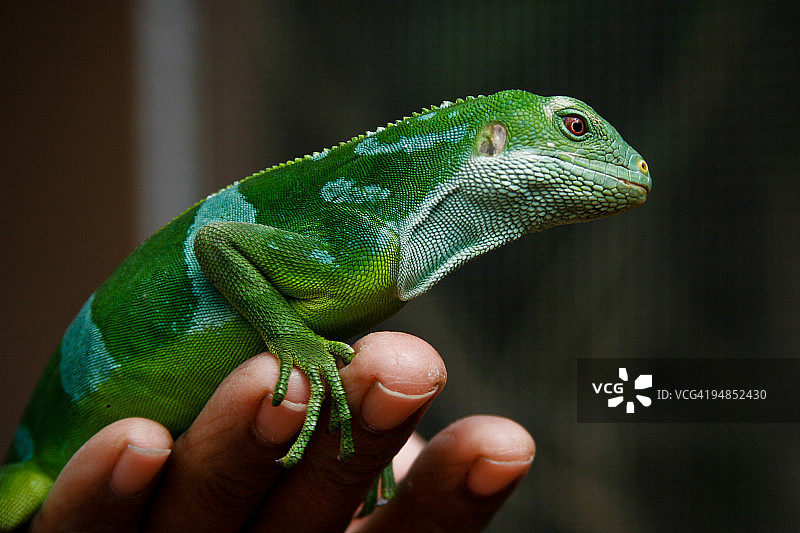 斐济冠鬣蜥图片素材