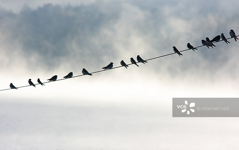群鸟栖息于电线图片素材