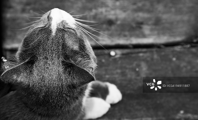 俯视角度拍摄的猫图片素材