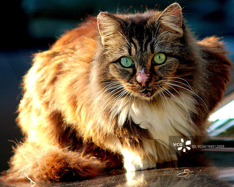 虎斑猫图片素材