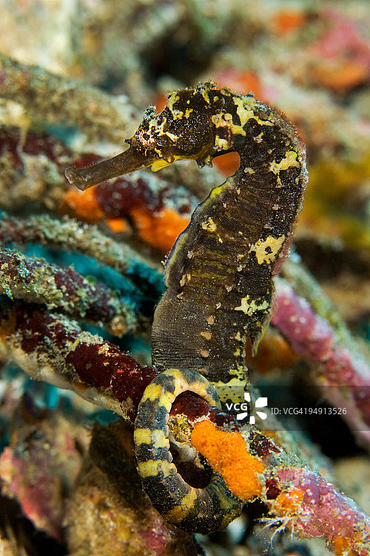 虎尾海马图片素材