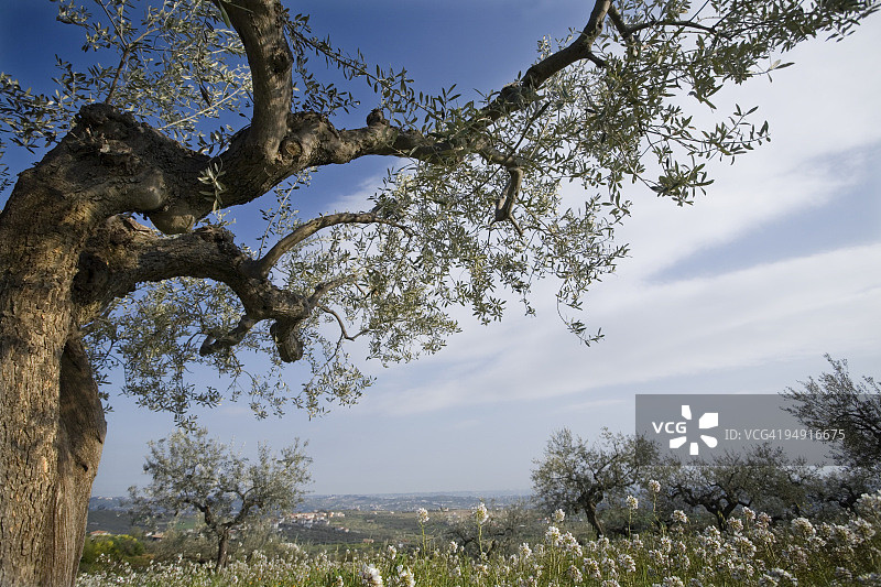 在橄榄园里图片素材