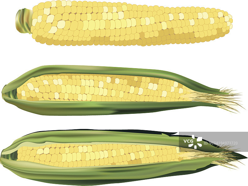 甜玉米图片素材