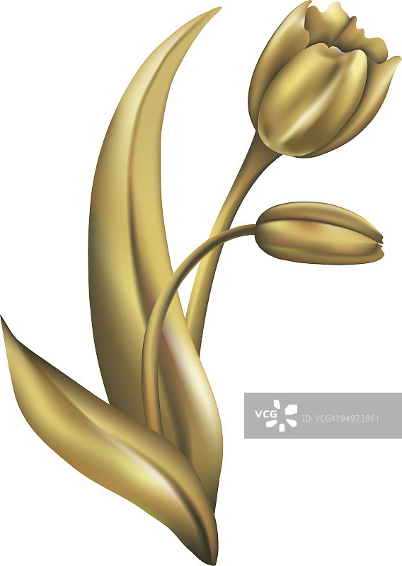 金色郁金香图片素材