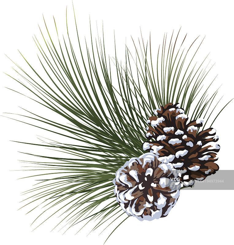 白雪覆盖的松树常绿小枝与白色背景上的松果图片素材