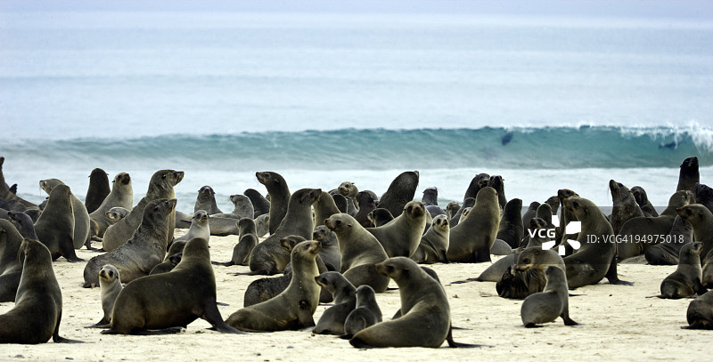 海边沙滩上大量的海豹图片素材