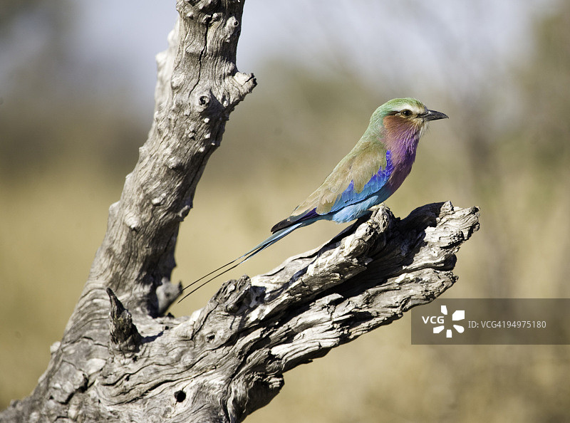 阳光下的紫胸佛法僧图片素材