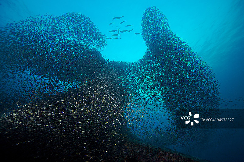 饵鱼群图片素材