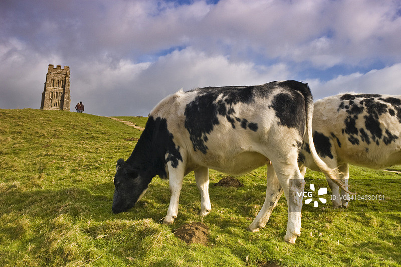 格拉斯顿伯里山丘上的牛图片素材