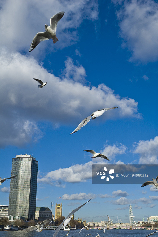 伦敦海鸥与地标图片素材