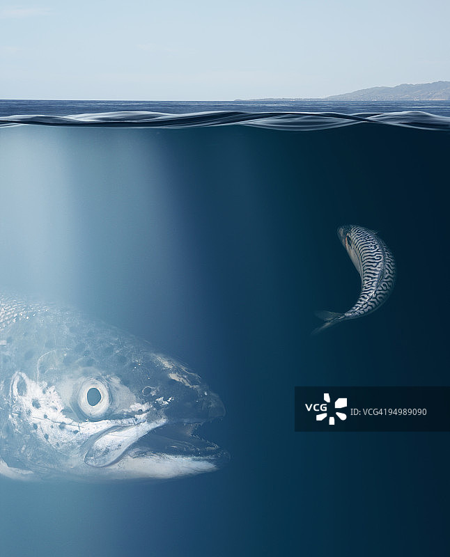 水下大小鱼图片素材