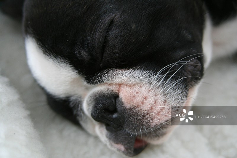 睡着的波士顿梗犬图片素材