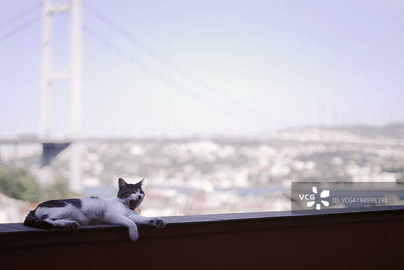 博斯普鲁斯海峡边的猫图片素材