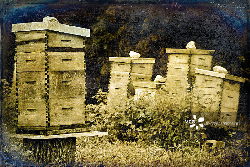 夏季蜜蜂小屋图片素材