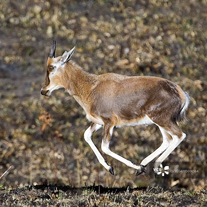 白面羚羊图片素材