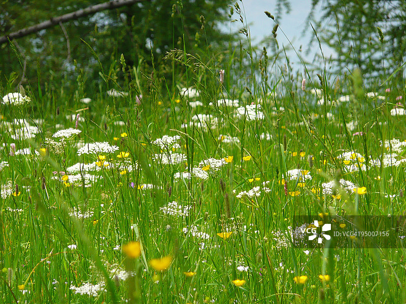 野花和草图片素材