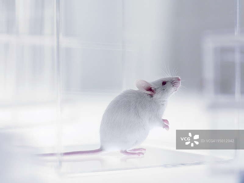 实验室里向上看的小老鼠图片素材
