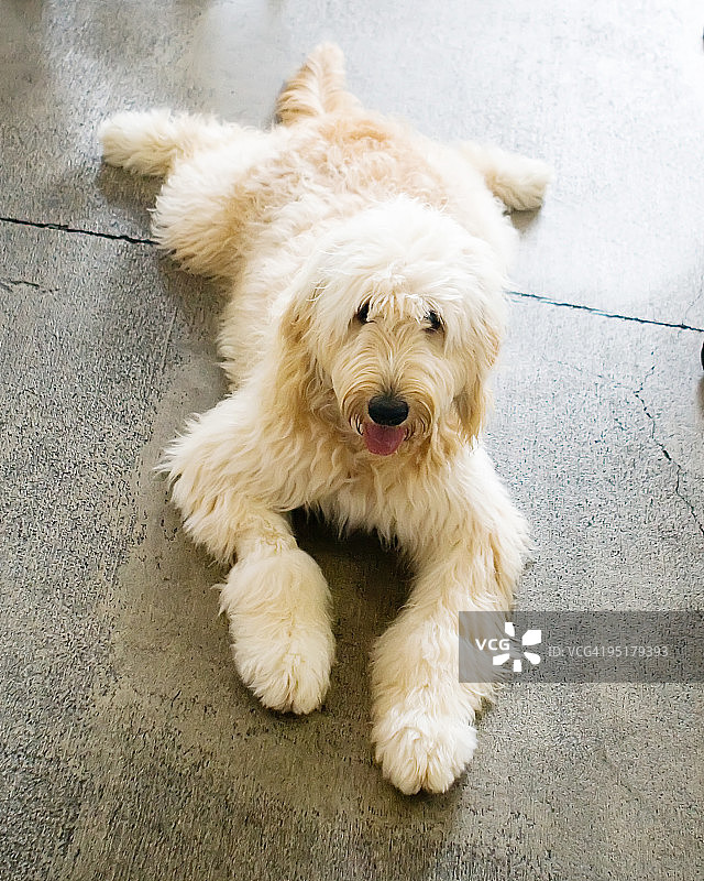 休闲的拉布拉多贵宾犬图片素材