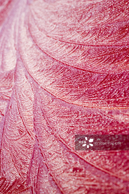 冬季霜冻图案图片素材