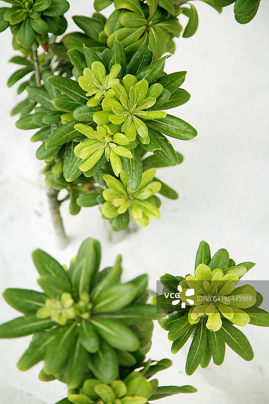 热带海滩植物图片素材