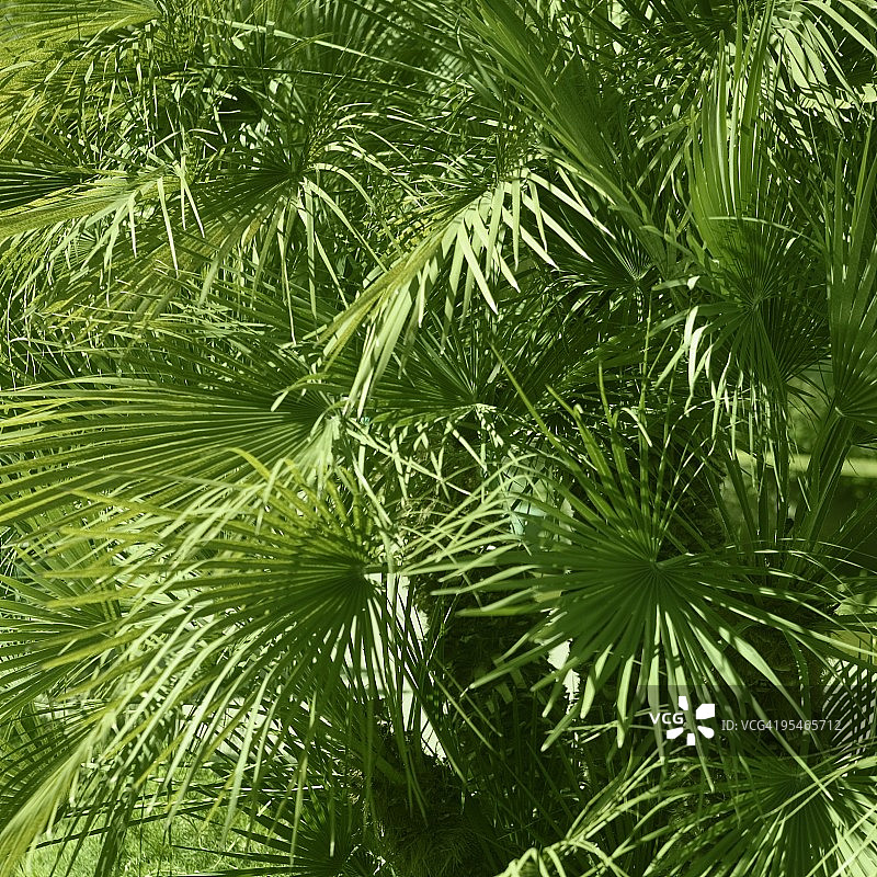绿色植物图片素材