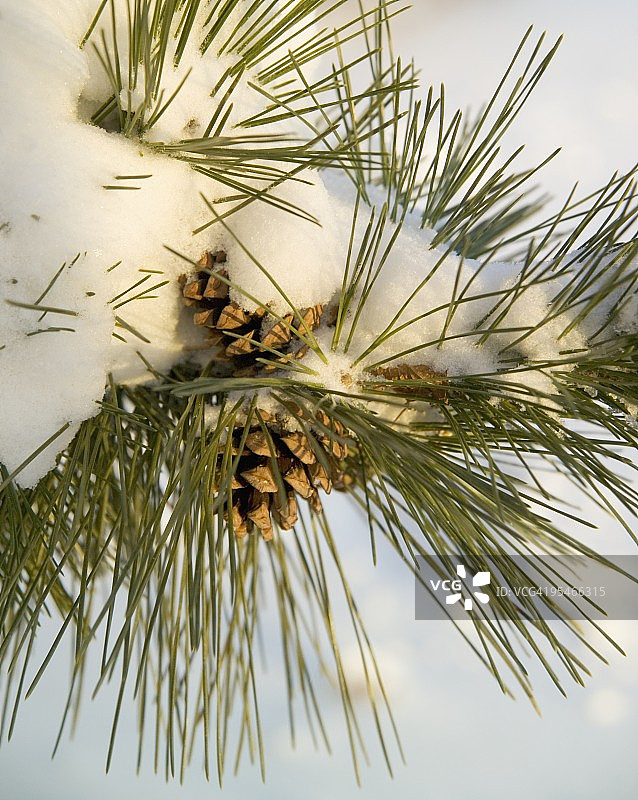 覆盖着白雪的松树特写图片素材