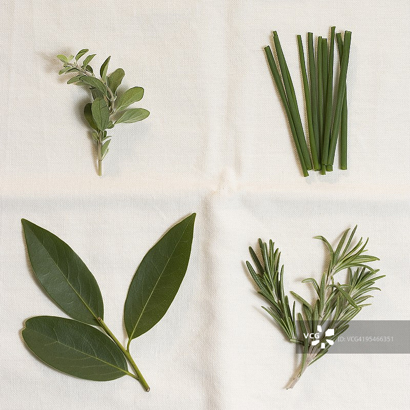 草本植物图片素材
