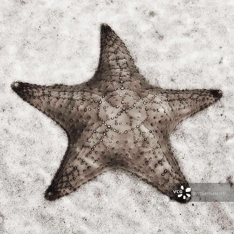 沙滩上的海星图片素材
