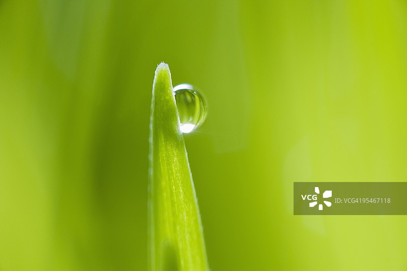 草叶上露珠的特写图片素材