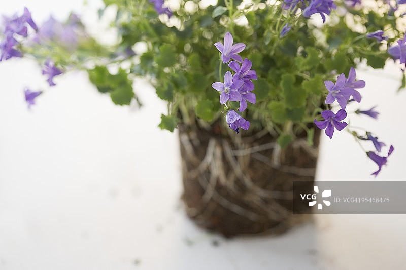 开花植物图片素材