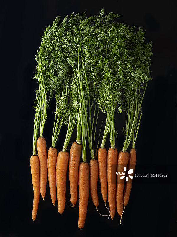 带缨胡萝卜排列图片素材
