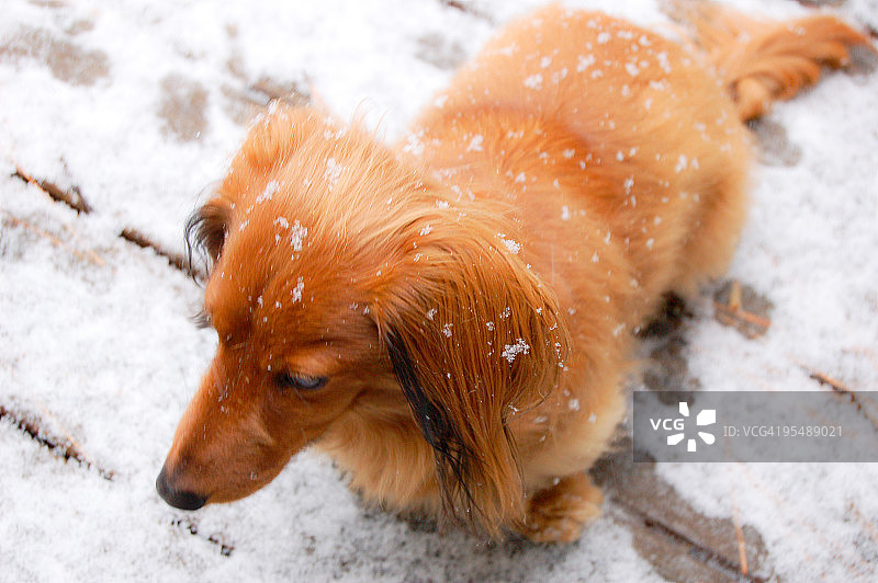 雪地里的长毛迷你腊肠犬图片素材