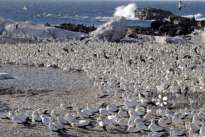 南非兰伯特湾的塘鹅栖息地图片素材