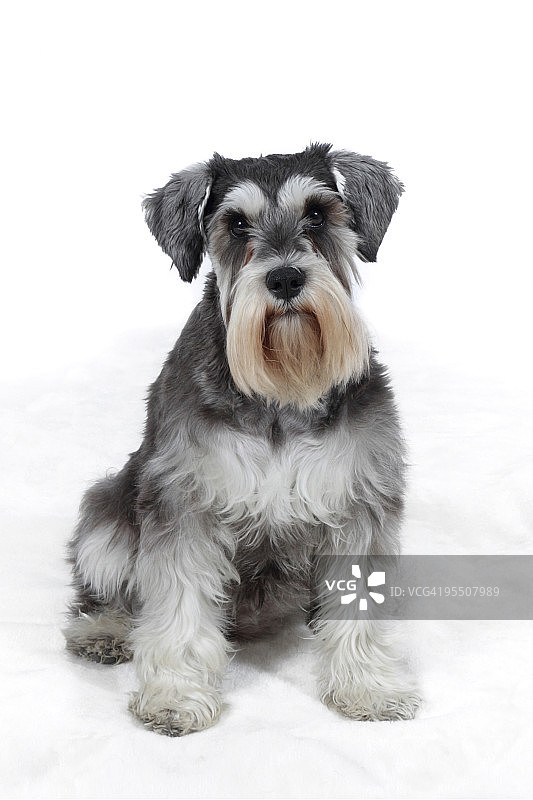 坐在白色背景上的迷你雪纳瑞犬图片素材