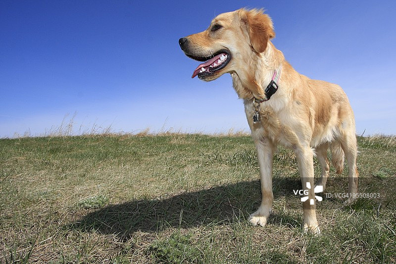 山顶上微笑的金毛猎犬幼犬图片素材