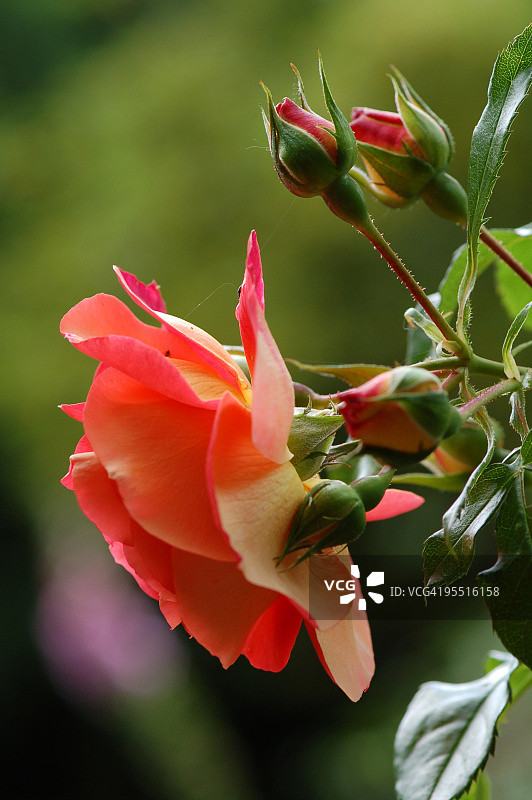 粉橙色玫瑰图片素材