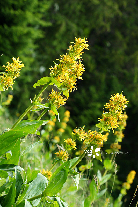 法国上汝拉山区龙胆花图片素材