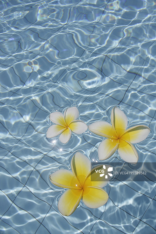 水池中的花朵图片素材